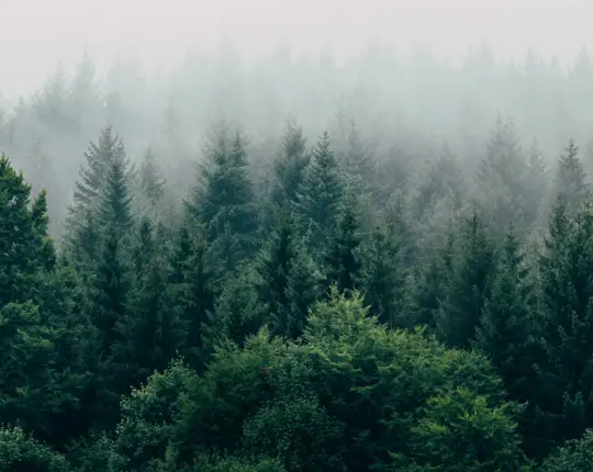 Misty Wodds Start Image (1)